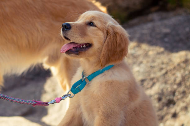 istock Smiling Golden Retriever Puppy 1029308050
