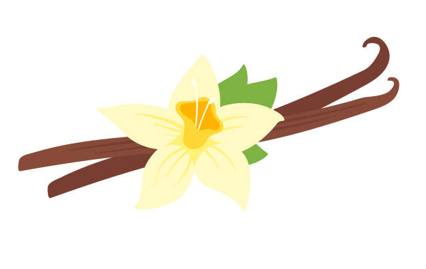 ilustraciones, imágenes clip art, dibujos animados e iconos de stock de ilustración de flor de vainilla - vainilla