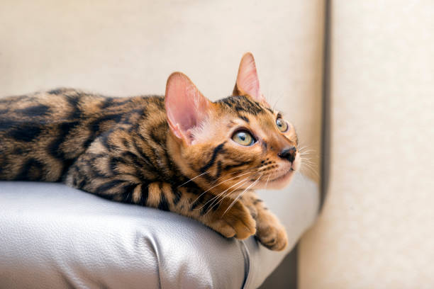 istock 1, one Bengal cat kitten looking up, cat eyes, spotted coat, cat breed 1029311628