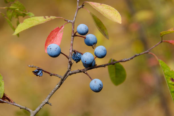 istock Blackthorn or sloe (Prunus spinosa) berries on a branch close-up 1029311930