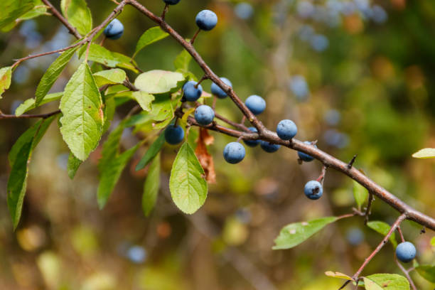 blackthorn oder schlehe (prunus spinosa) beeren mit einem zweig-nahaufnahme - 5087 stock-fotos und bilder