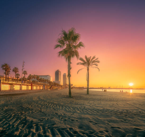 istock Dramatic sunrset on beach of Barcelona with palm 1029316306