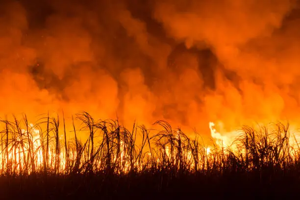 Sugarcane field burns at night for harvest.