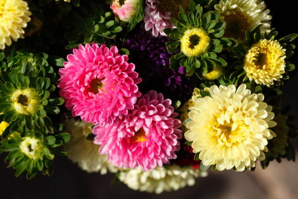 istock colourful dahlias 1029316768