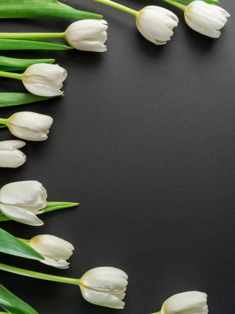 istock White tender tulips on dark gray background. 1029317062