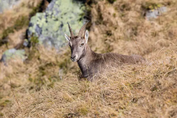 Young Capricorn sits in the dry grass on a beautiful autumn day on the Niederhorn in the Bernese Oberland in Switzerland