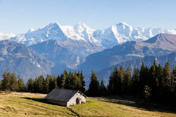 Autumn alpine landscape with huts on the Niederhorn in the Bernese Oberland in Switzerland with Eiger, Moench and Jungfrau in the background