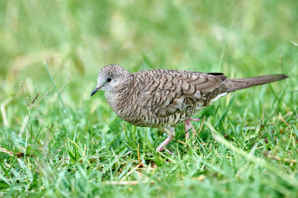 Inca Dove (Inca Columbina) Inca Dove (Columbina inca) foraging in grass, Jocotopec, Jalisco, Mexico columbina inca stock pictures, royalty-free photos & images