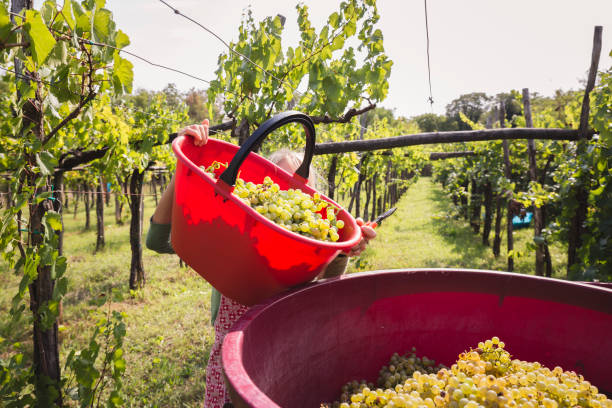 istock Manual worker tipping grape harvest into large bucket. 1029320504
