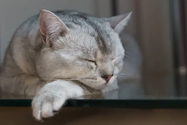 A sleeping British shorthair cat, with his paw under his head
