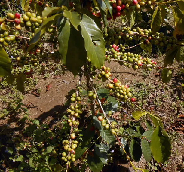 Organic coffee plantation. Coffee Bush.