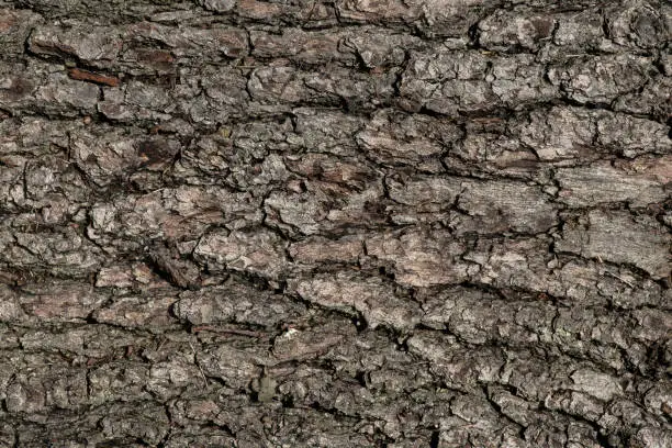 a fragment of the bark of a tree. dark brown background