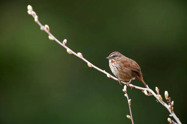Song Sparrow (Melospiza melodia), Drumbeg Provincial Park, Gabriola Island , British Columbia, Canada