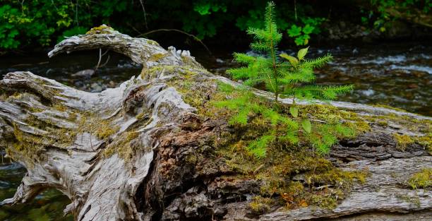 istock Mt. Jefferson Wilderness Little Tree 1029327526