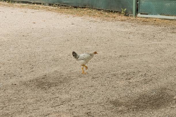 istock Isolated hen in the farm (Pesaro, Italy, Europe) 1029327626