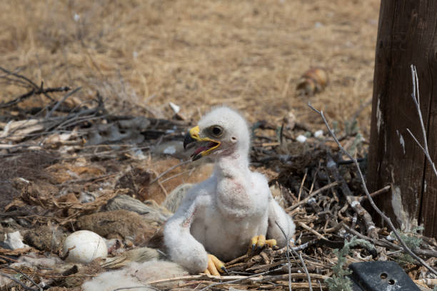 istock chicks of the steppe eagle in the nest 1029327972