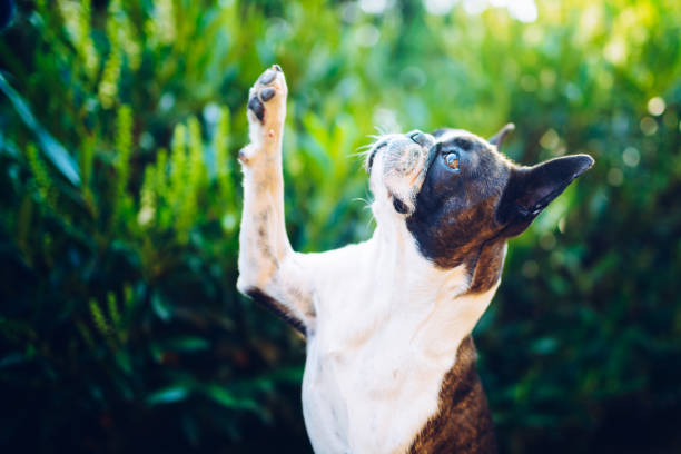 istock Give me a five - friendship -  boston terrier giving five 1029332506