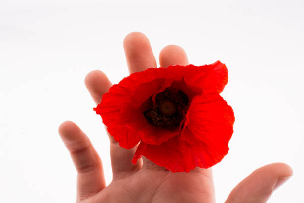 istock Hand holding a Red Poppy 1029333706