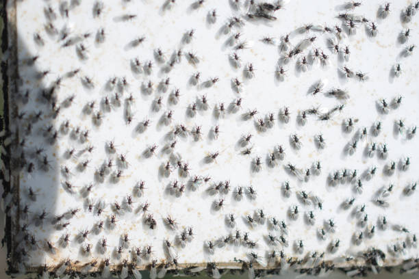 istock A swarm of flying ants gather on white background 1029333840