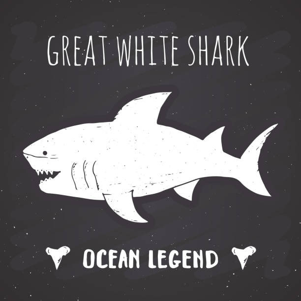 istock Shark silhouette vintage label, Hand drawn sketch, grunge textured retro badge, typography design t-shirt print, nautical vector illustration on chalkboard background 1029340494