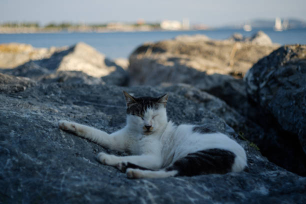 istock A cat sleeping on the street 1029340734