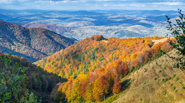 istock Panorama of colorful trees. 1029344154