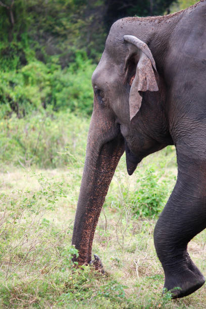 istock Asian Elephant - Siguria, Sri Lanka 1029344430