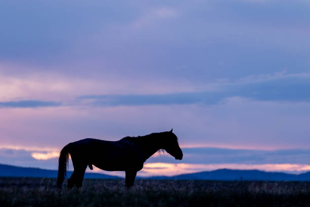 istock Wild Horse at Sunrise 1029344550