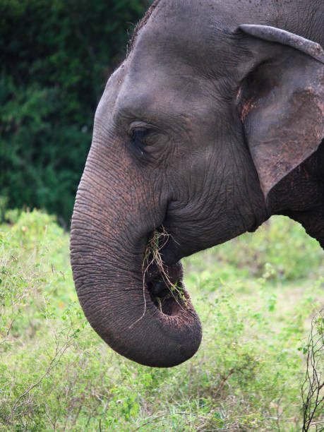 istock Asian Elephant eating - Siguria, Sri Lanka 1029344574