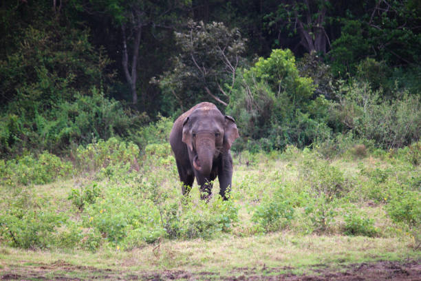 istock Asian Elephant - Siguria, Sri Lanka 1029344948