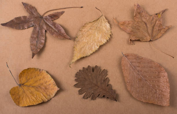 istock Dry Autumn leaves on a wooden panel texture 1029345190