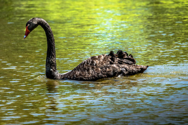 Majestic black swan