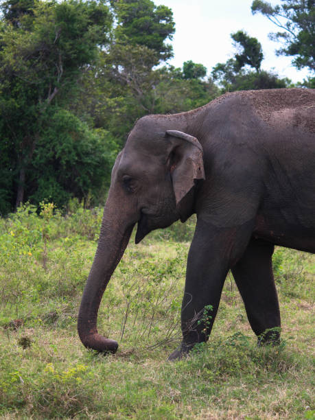 istock Asian Elephant - Siguria, Sri Lanka 1029350732