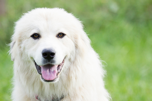 Portrait of a great pyrenees - a livestock guardian dog. Her job is to protect the chickens.