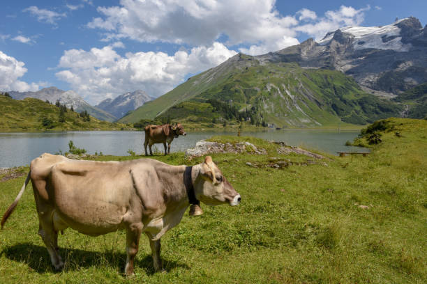 istock Lake Truebsee over Engelberg on Switzerland 1029351952