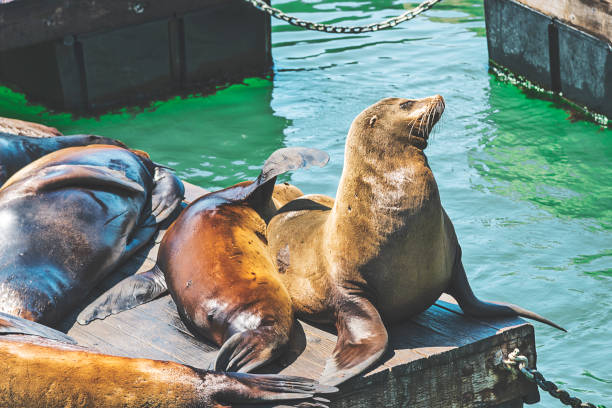 istock California Sea Lions 1029356976