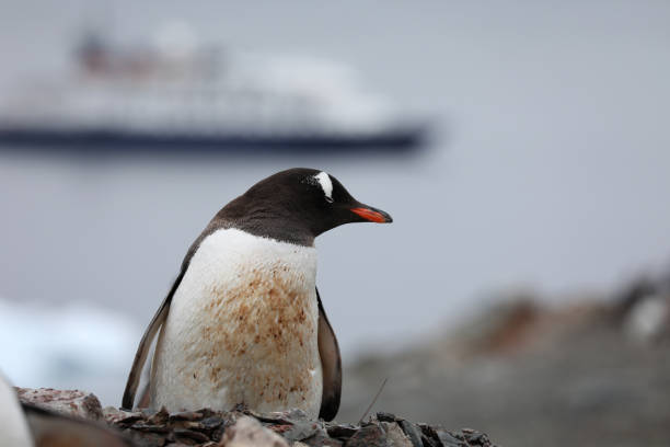 istock Gentoo Penguin Habitat in Antarctica 1029357546