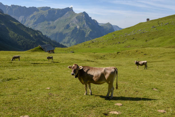 istock Brown cows in the alpine meadow at Engelberg 1029357620