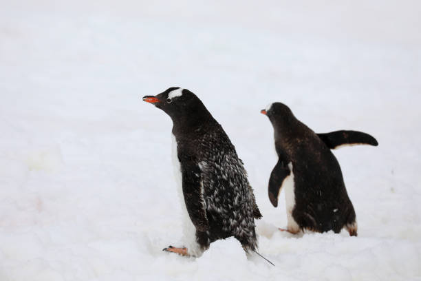 istock Gentoo Penguin Habitat in Antarctica 1029358210