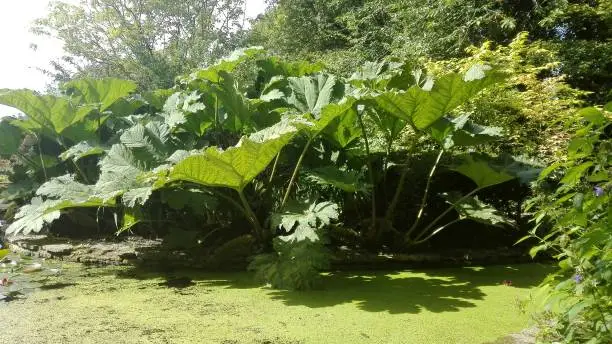 Known as Brazilian giant rhubarb, the Gunnera Manicata can spread up to three metres with leaves up to 1.2 metres across.