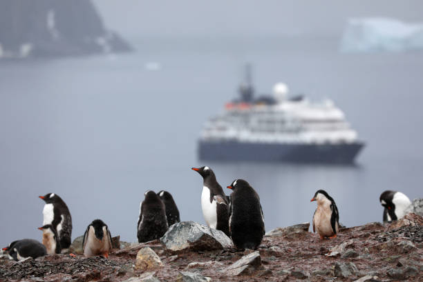 istock Gentoo Penguin Habitat in Antarctica 1029360290