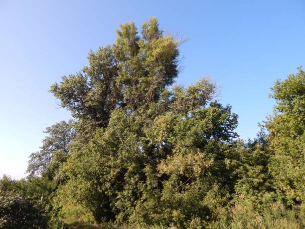 istock A green deciduous tree in summer. A large old poplar in the forest. Beautiful nature. 1029360740
