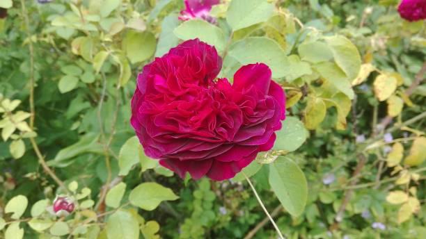 antiguo jardín rosa - velvet rose flower thorn fotografías e imágenes de stock