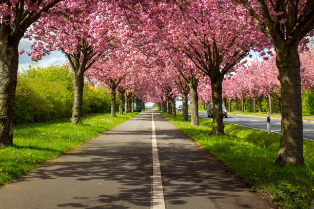 istock cherry trees blossom at holzweg in Magdeburg 1029361156