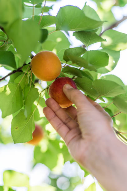 istock Ripe yellow apricots in female hands. 1029361442