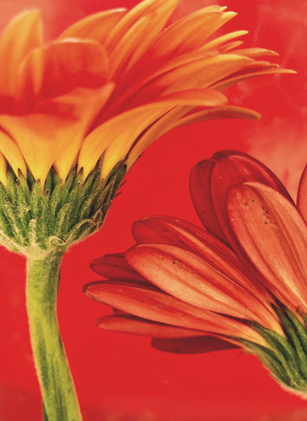 istock Pink and yellow Gerbera flower on a red background 1029361626