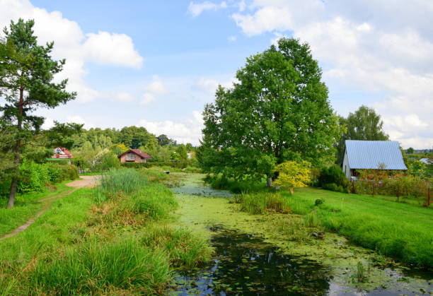 a shallow channel covered almost entirely with reeds, lillypads, and moss slowly being overtaken by grass and trees seen next to a dirt path during a cloudy autumn day in poland - overtaken imagens e fotografias de stock