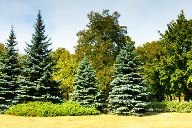 istock Coniferous and deciduous trees grow in the city park 1029366368