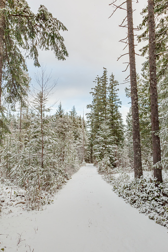A snowy path leads off into the forest.