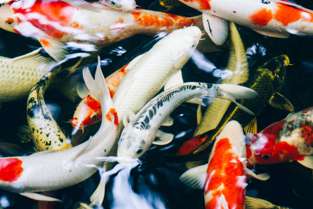 istock Beautiful koi fish swimming in the pond 1029369396